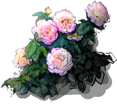 Westerland Rose